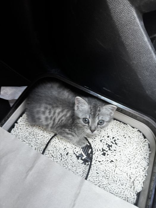 Котенок 6или7месяцев