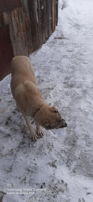 Алабай алабайев алабаевич