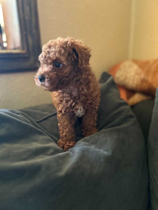 Той пудел - мини