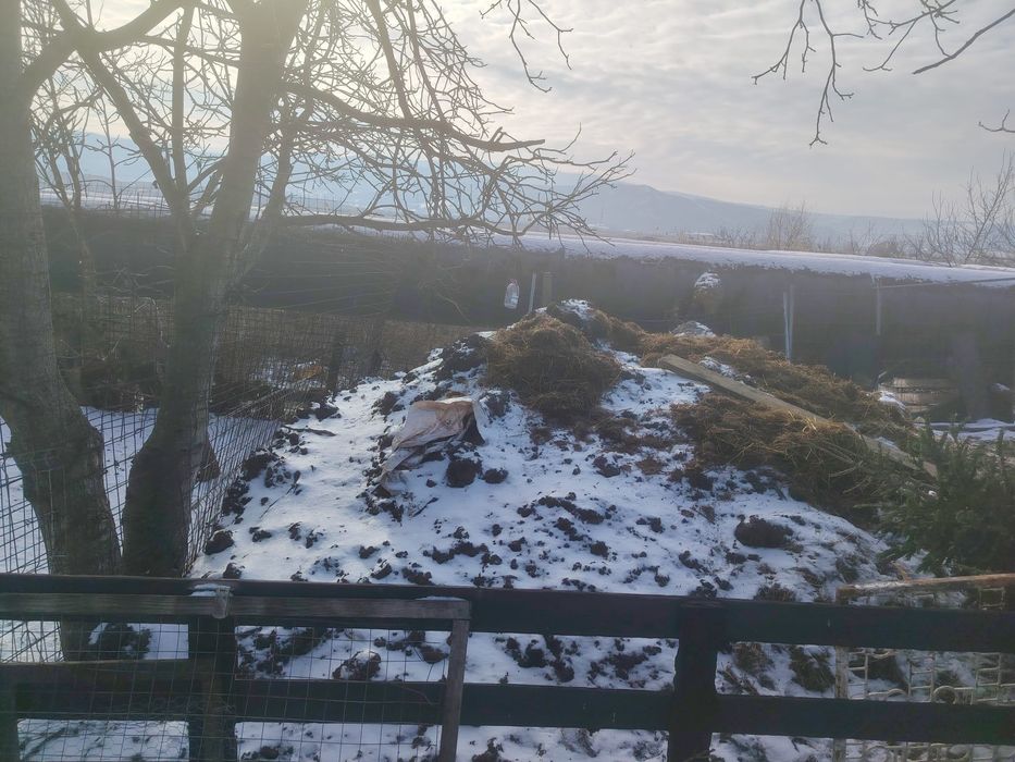 Vând mranita de oaie (îngrășăminte naturale)