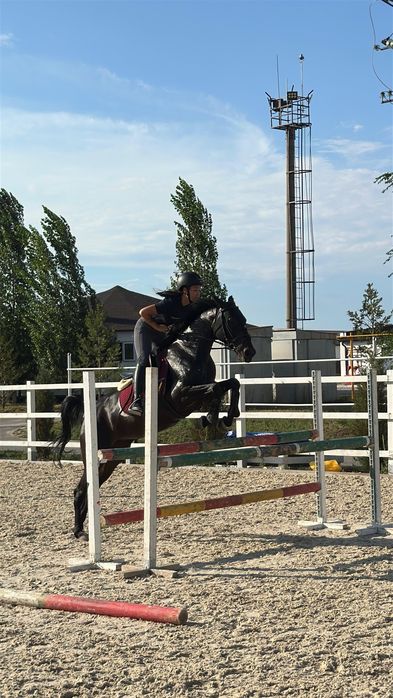 Продаётся Кобыла 4года