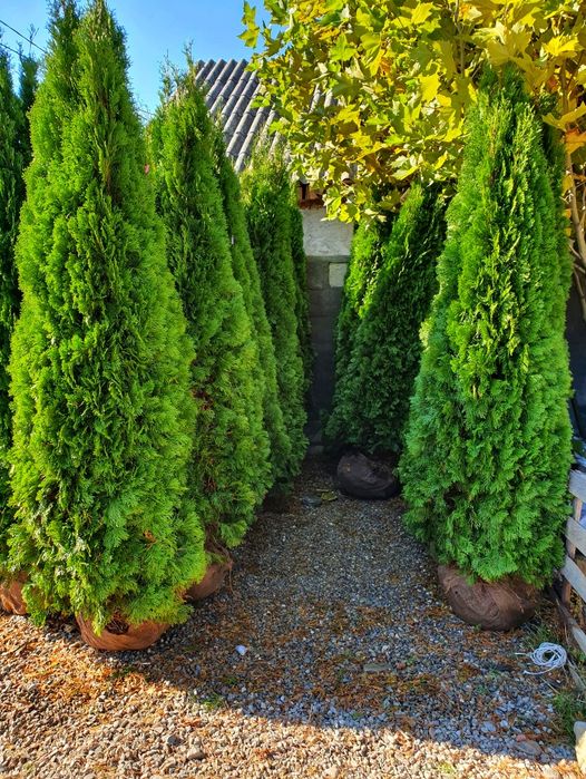 Thuja occidentalis smaragd  ( tuia )
