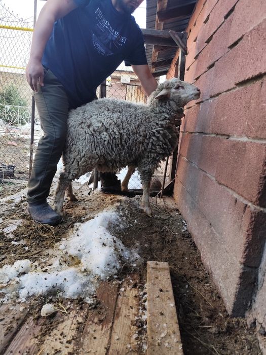 Кошкар, баран, ысек