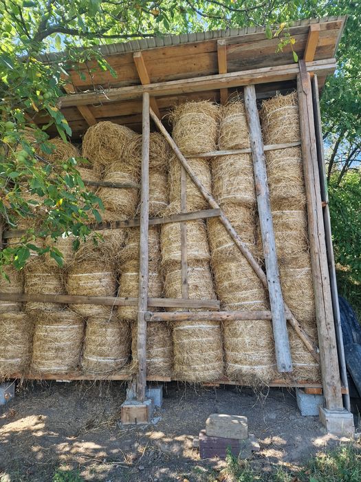 Vând baloti de lucernă.