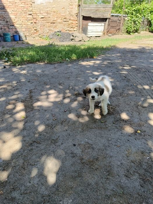 Отдам девочку в добрые руки
