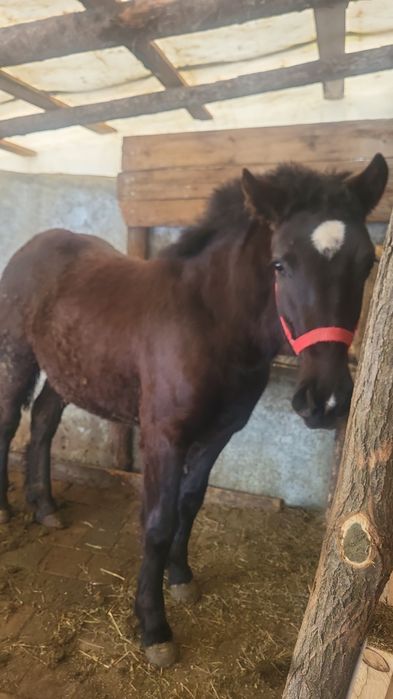 Vand manză de 9 luni