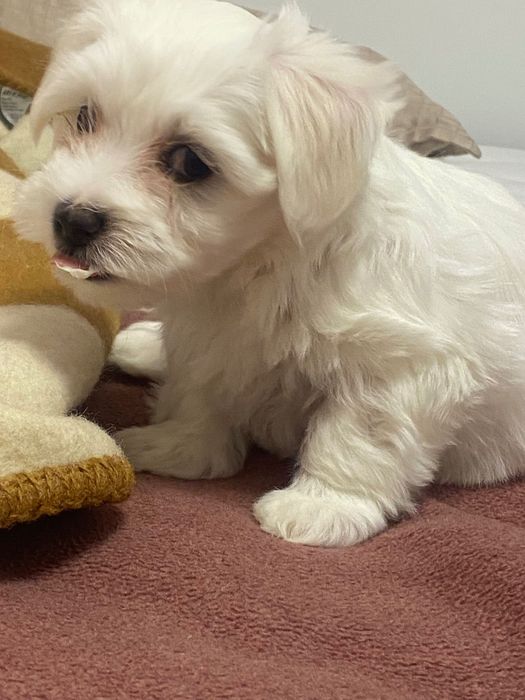 Малтийски болонки гр.Бургас