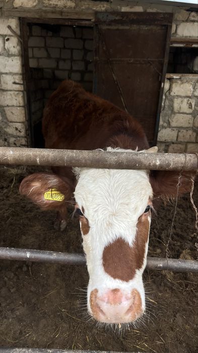Сиыр сатылады семіз бабын да