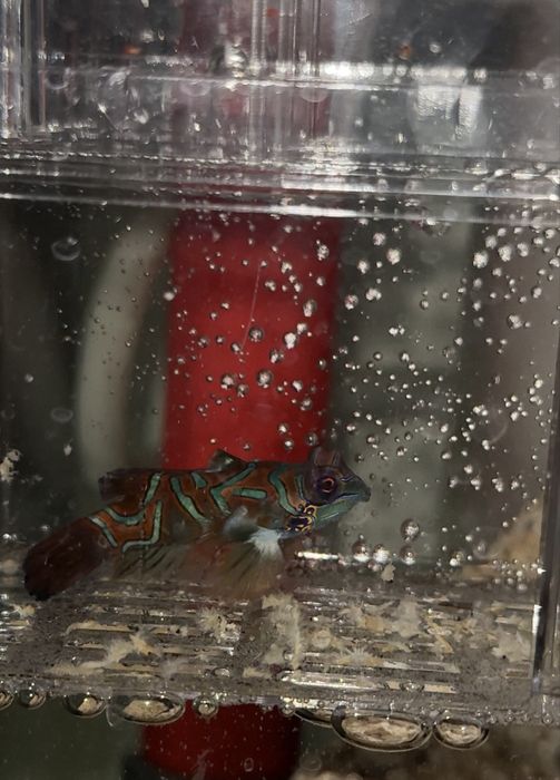 кораллы и морская рыба