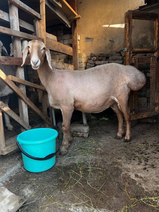 Qo’ylar Sotiladi: 3 ta sog‘lom Arashan qo‘y