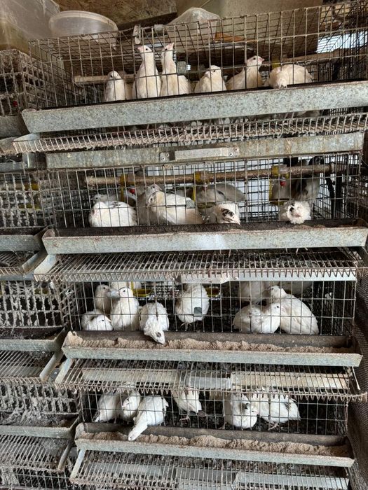 Продаю перепелов возраст 1 месяц