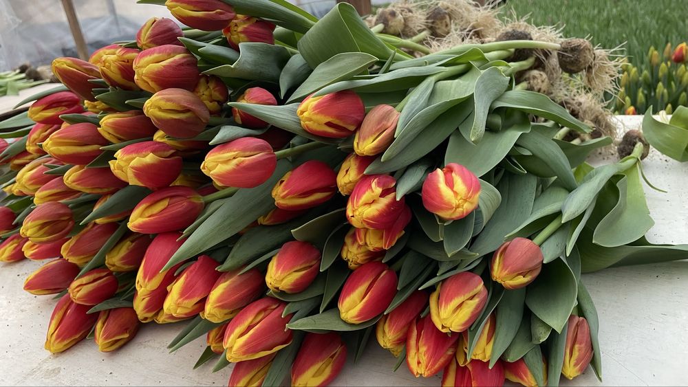 Тюльпаны Тюльпаны