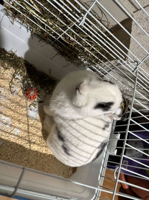 Декоративен заек