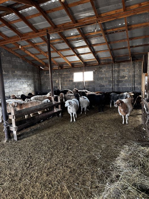 Кой сатамын откорм