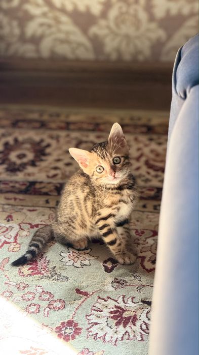 Бенгальский котенок