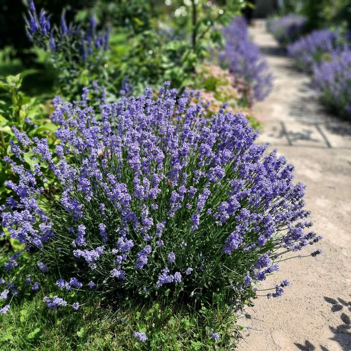 Лаванда саженцы лаванды