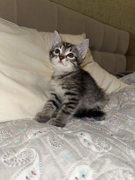 Котята только в добрые руки