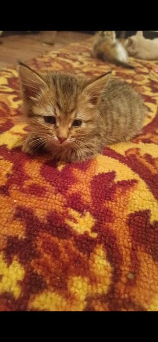 Котята 2 месяца мальчик и вислоухая девочка