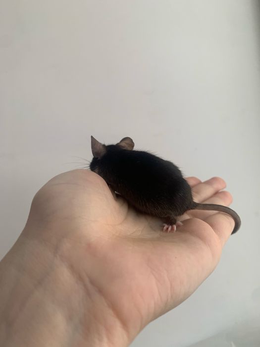 Декоративная мышь(самец) окраса Total Black