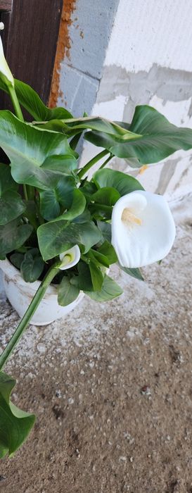 Продам цветы. Одналетки