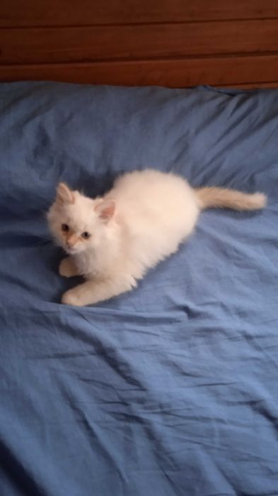 Невска маскарадна котка Neva Masquerade