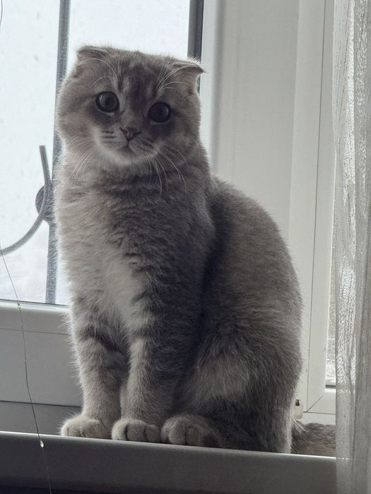 скоттиш фолд окраса шиншилла