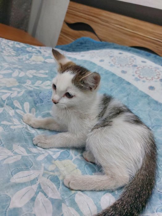 Отдам котенка бесплатно