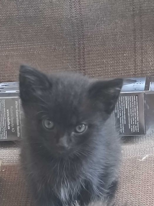 отдам котят в хорошие руки