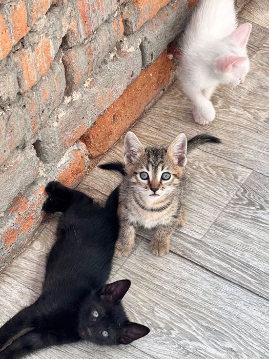 Подарявам малки котенца