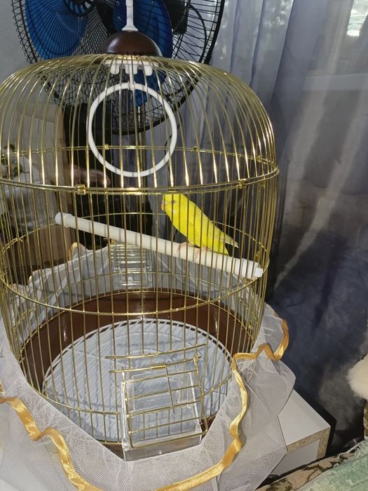 Попугай с клеткой