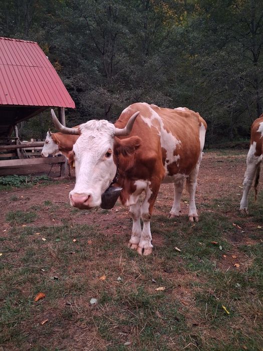 Vaci si taur de vânzare