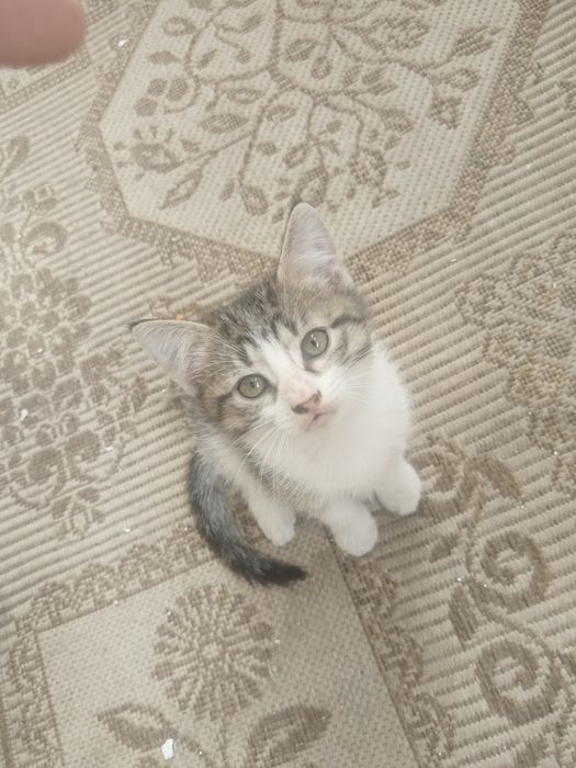 Отдам котят бесплатно