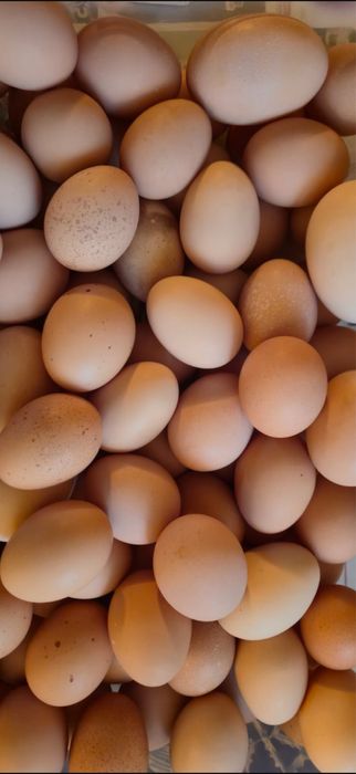 Oua de vanzare Craiova