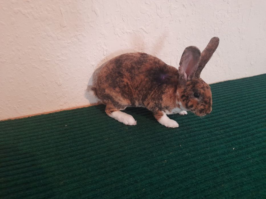 Кролченки рекса с окрасом гепарт