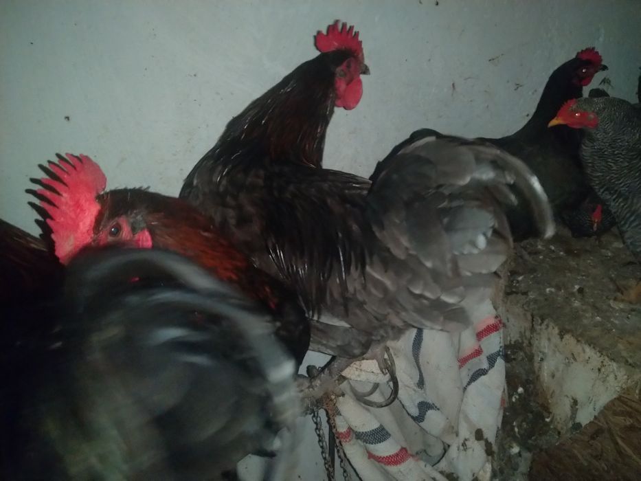 Vând - schimb cocoși Austrolop pe negru și gri
