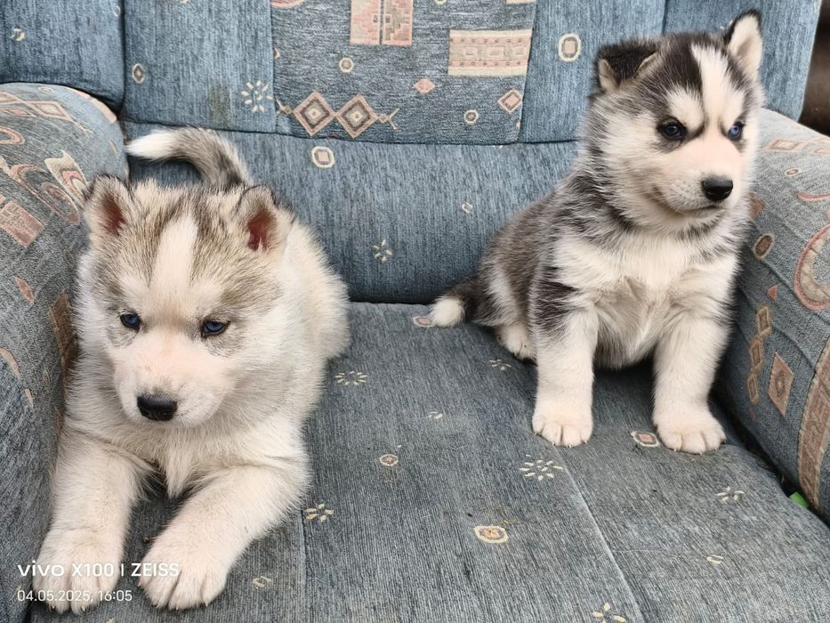 Щенки сибирской хаски.