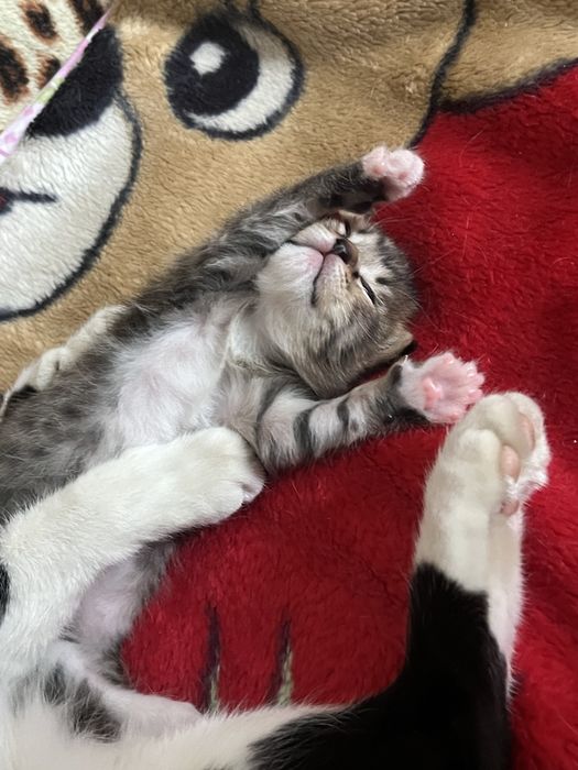 Котёнок в добрые руки