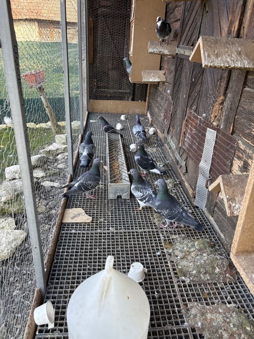 Porumbei voiajori maraton-maraton extrem