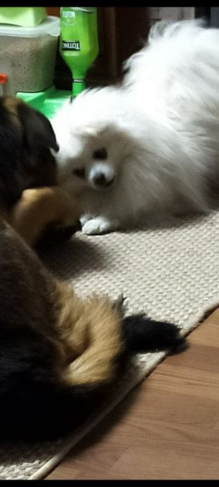 Ищем    подружку