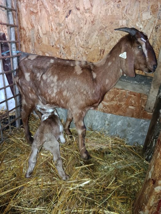 2 capre fătate cu ied