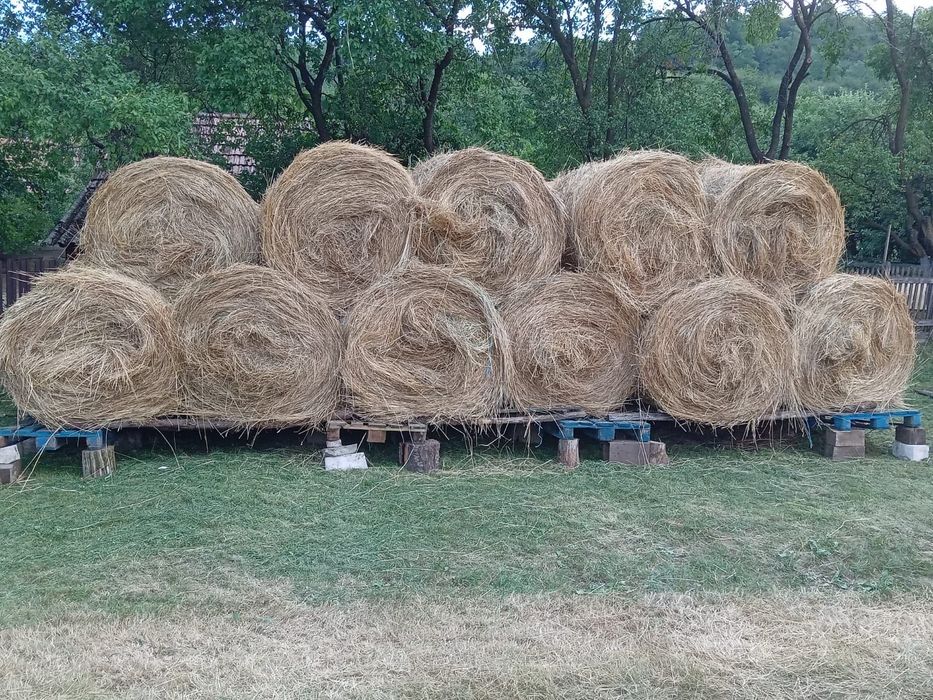 baloți fan neploati