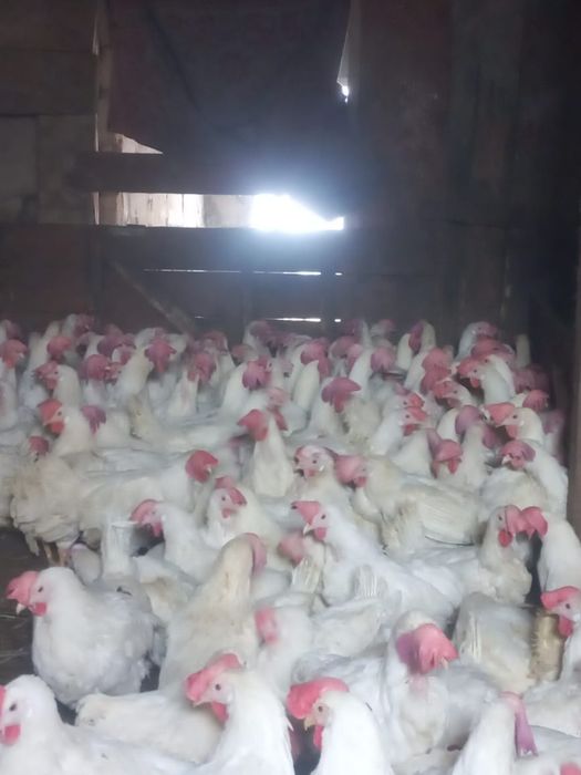 Продам курей несушек