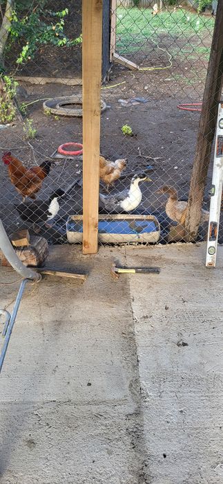 Vând 2 rate si un rățoi