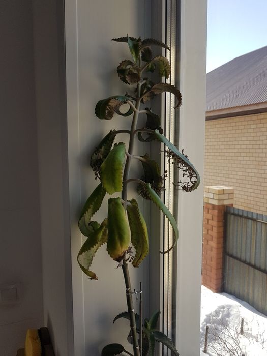 Каланхое лечебное