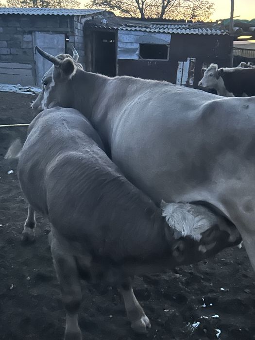8 бас еркек подсос  бұзау сатылады