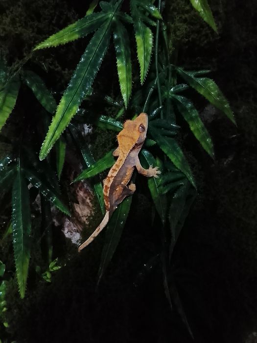 Gecko crested-correlophus cliliatus cu terariu