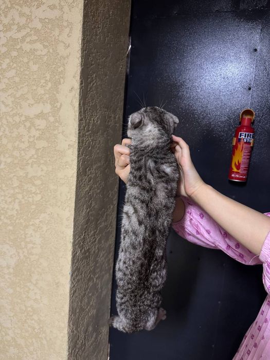 Шотанский Висуахуа