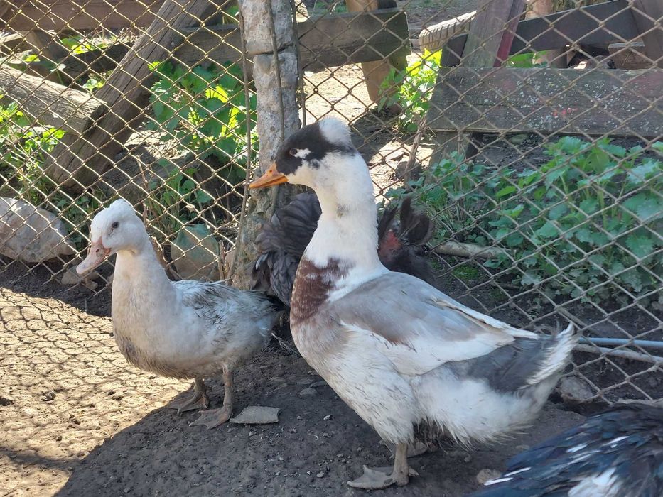 Vand rate Rouen salbatic, rate mute lesesti, ratoi motat, cocos Wiandotte GSG