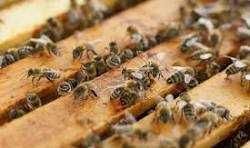 Vând stupină cu toate dotările