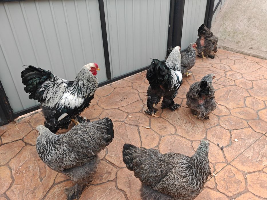 Brahma herminat inchis 50 lei